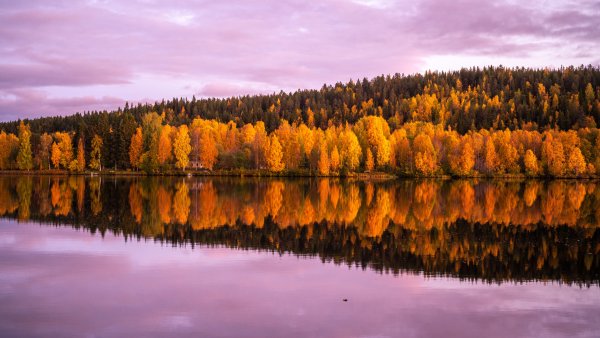 Autumn trees 8K Wallpaper