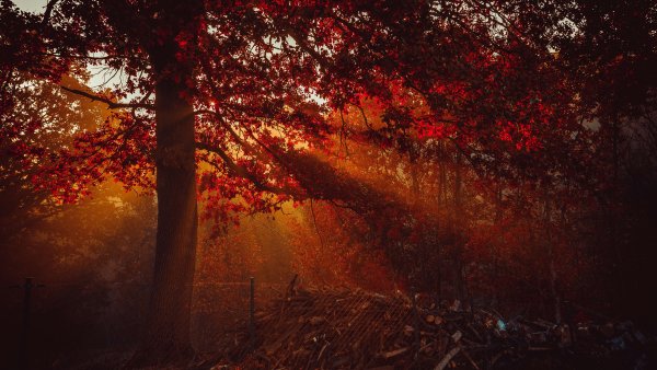 Autumn Trees Wallpaper