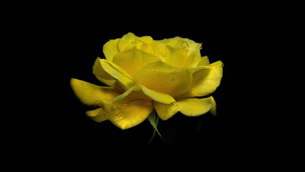 Yellow Rose Yellow flower Wallpaper