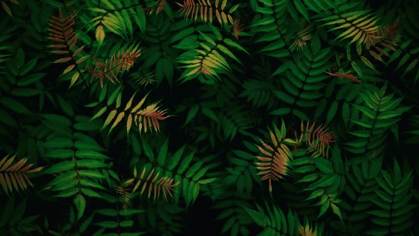 Green leaves Foliage Wallpaper