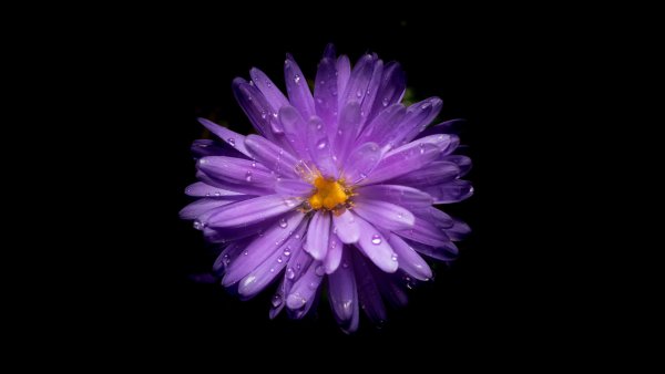 Aster flower Purple Flower Wallpaper