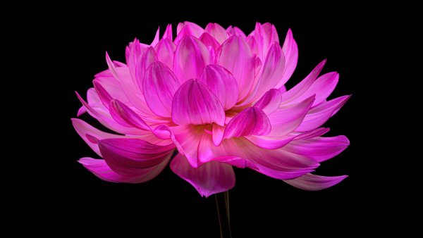 Dahlia flower Pink flower Wallpaper