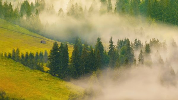 Misty Forest Wallpaper