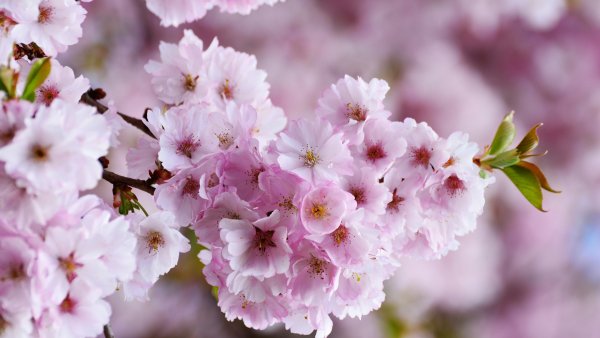 Cherry blossom Bloom Wallpaper