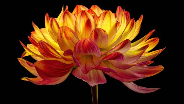 Dahlia flower Black background Wallpaper