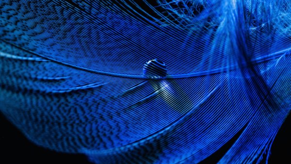 Blue Feather Macro Wallpaper