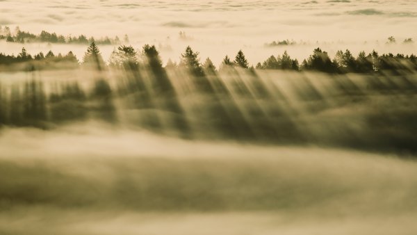OS X Mavericks Foggy forest Wallpaper