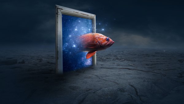 Orange Fish Photo Manipulation Wallpaper