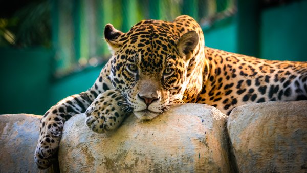 Jaguar Wild animal Wallpaper