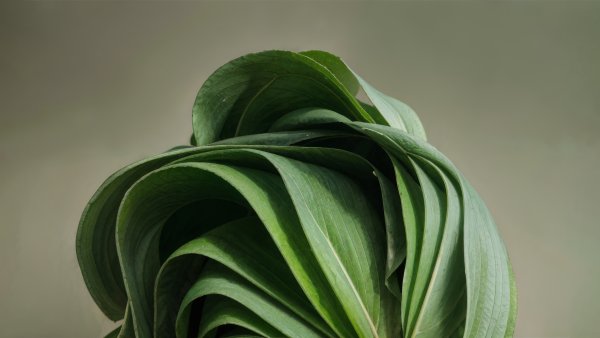 Windows 11 Green aesthetic Wallpaper