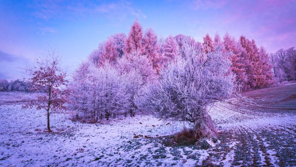 Winter forest Trees Wallpaper