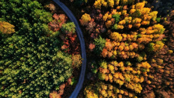 Autumn trees 5K Wallpaper