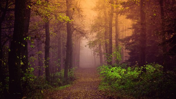 Autumn Mist Wallpaper