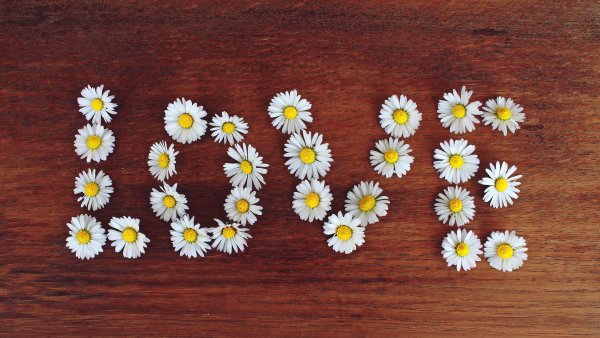 Love word Daisy flowers Wallpaper