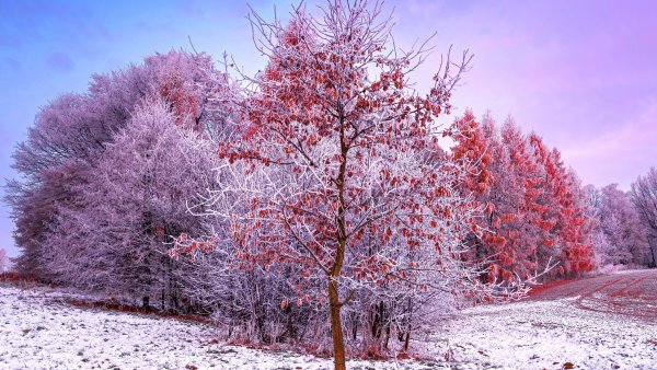 Winter Trees Wallpaper