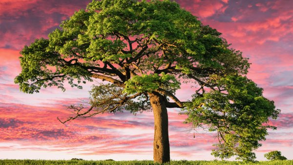 Lone tree Aesthetic Wallpaper