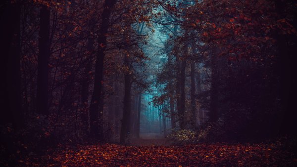 Forest Fall Foliage Wallpaper