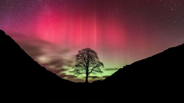 Sycamore Gap Tree Aurora sky Wallpaper
