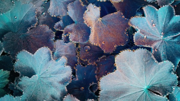 Plant Leaves Macro Wallpaper