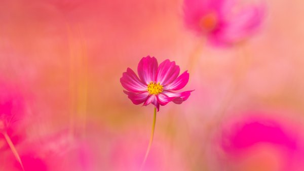 Cosmos flowers Pink flower Wallpaper