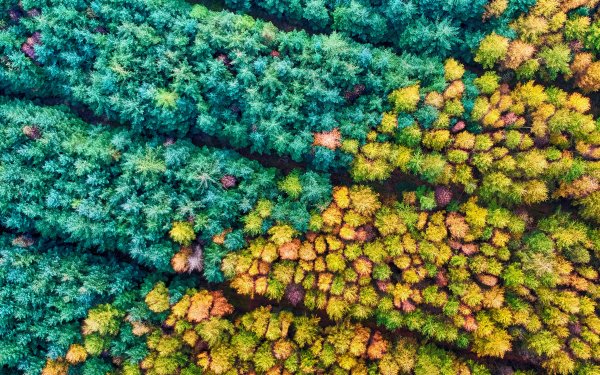 Autumn season Mamhead Forest Wallpaper