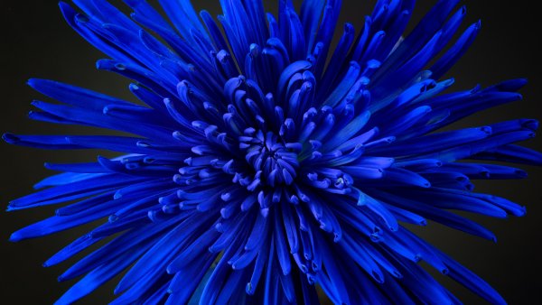Blue flower Chrysanthemum Wallpaper
