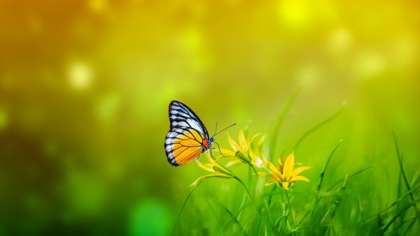 Butterfly Spring Wallpaper