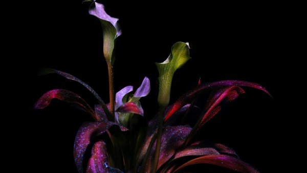 Calla lily Botanical Wallpaper