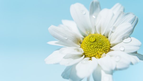 White daisy Daisy flower Wallpaper