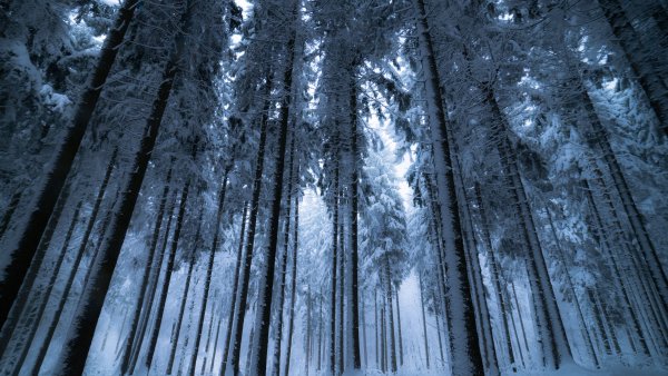 Winter forest Cold night Wallpaper