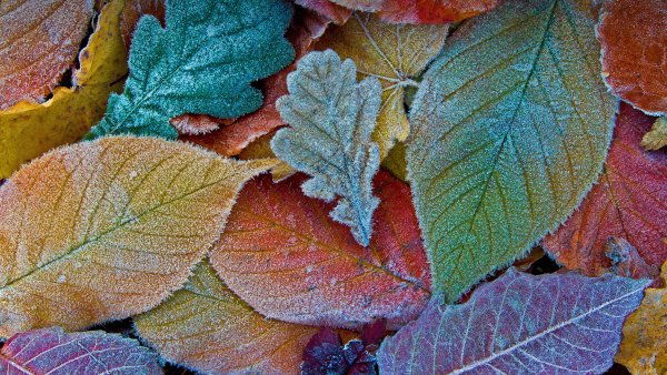 Autumn leaves Frost leaves Wallpaper