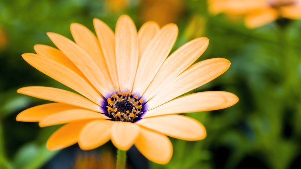 Daisy flower Blossom Wallpaper