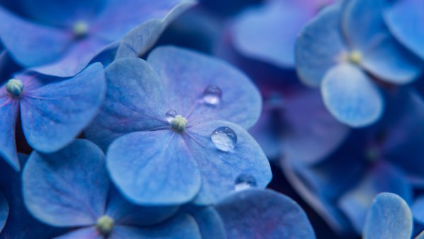 Hydrangea Flowers Blue flowers Wallpaper