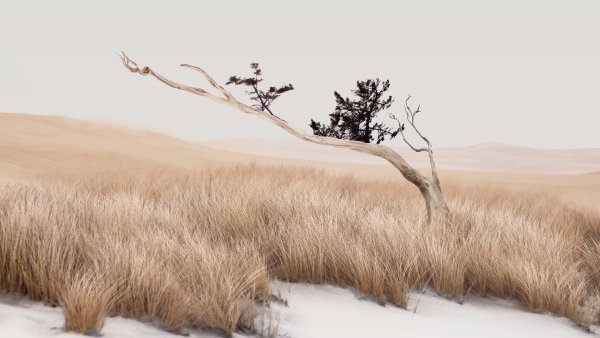 Tranquil Landscape Wallpaper