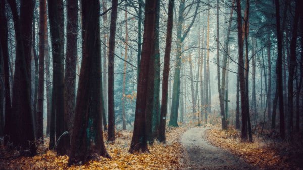 Poland Forest Wallpaper