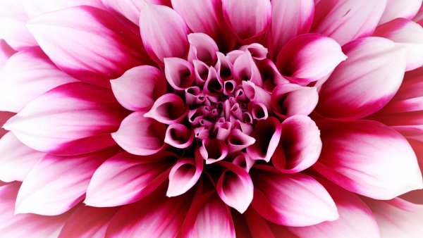Pink Dahlia Closeup Wallpaper