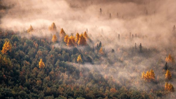 Autumn Forest Morning light Wallpaper