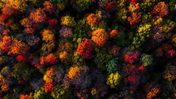 Fall Foliage Aerial view Wallpaper