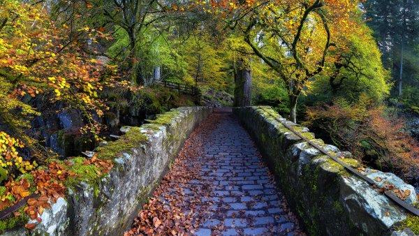 Old Bridge Over River Braan Hermitage Wallpaper