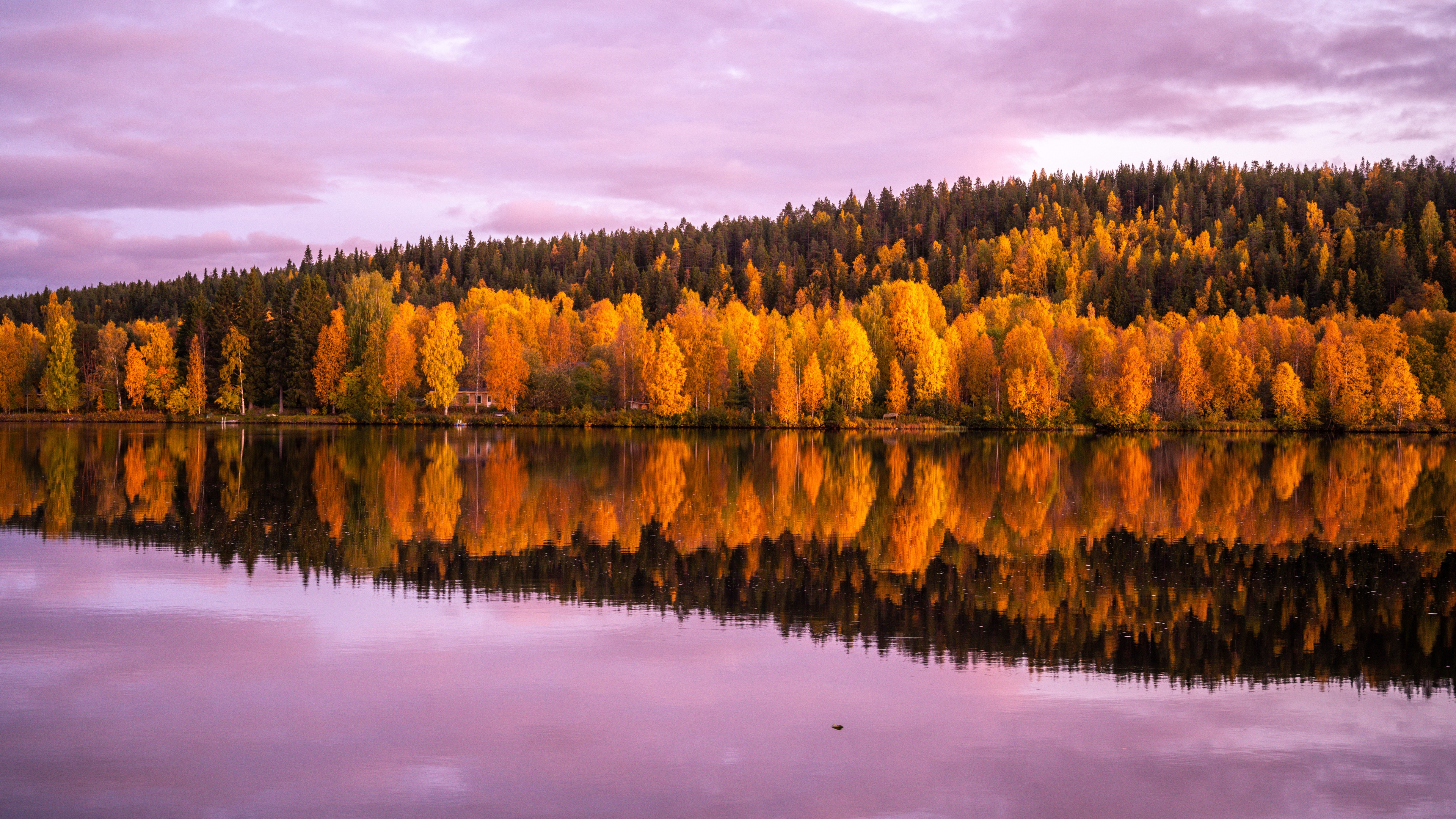 Autumn trees 8K Wallpaper