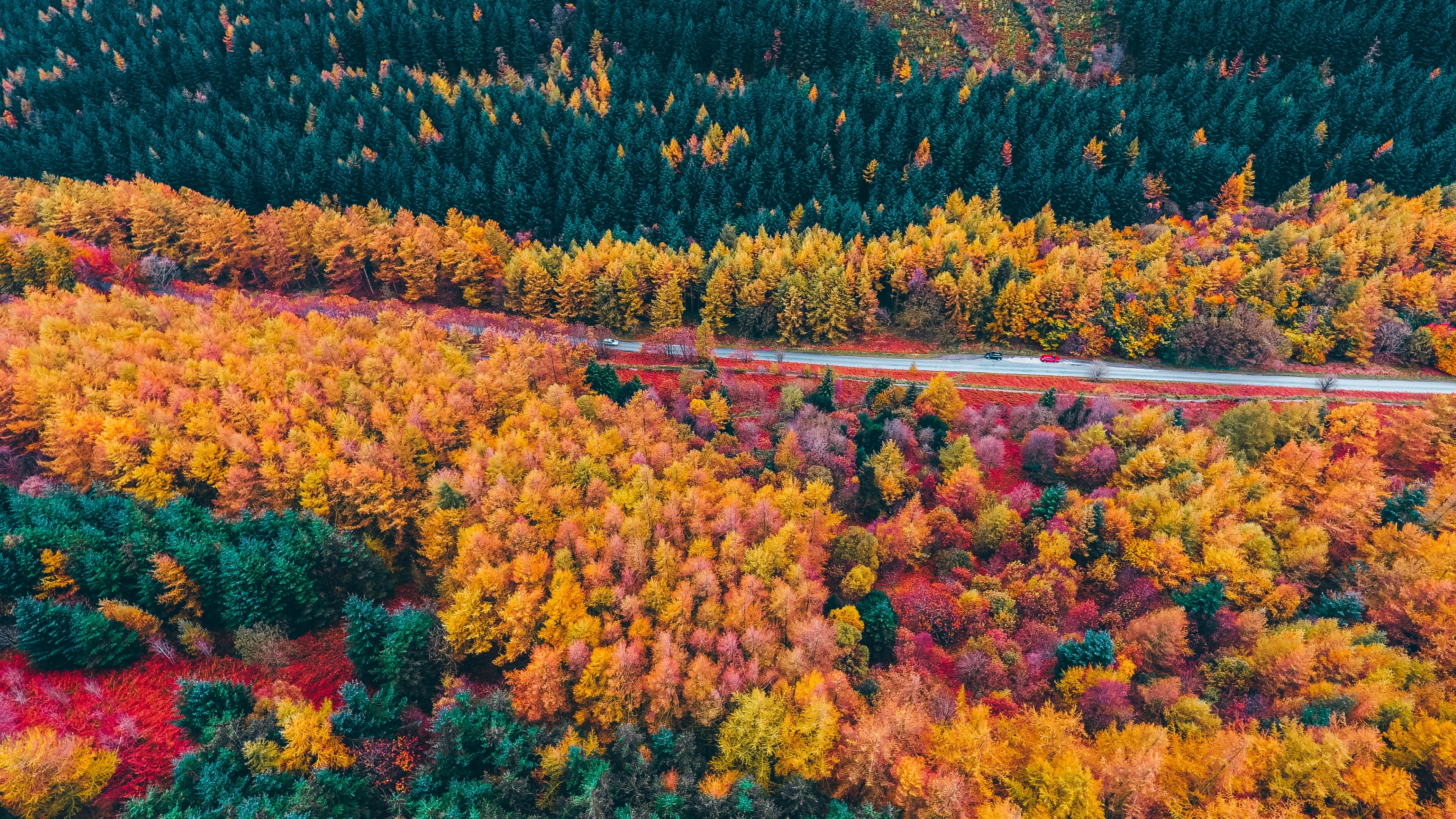 Autumn Forest Drone photo Wallpaper