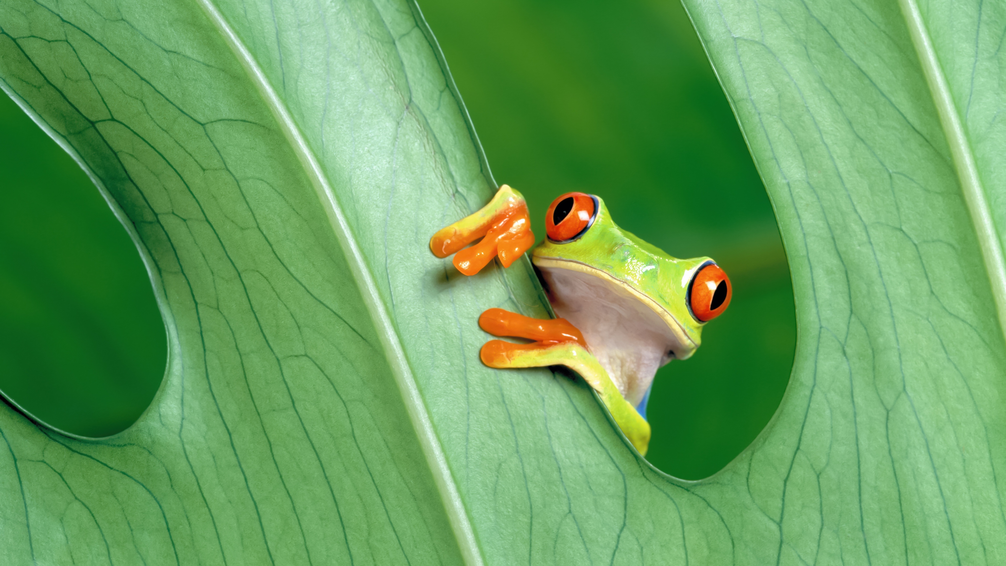 OS X Mountain Lion Frog Wallpaper