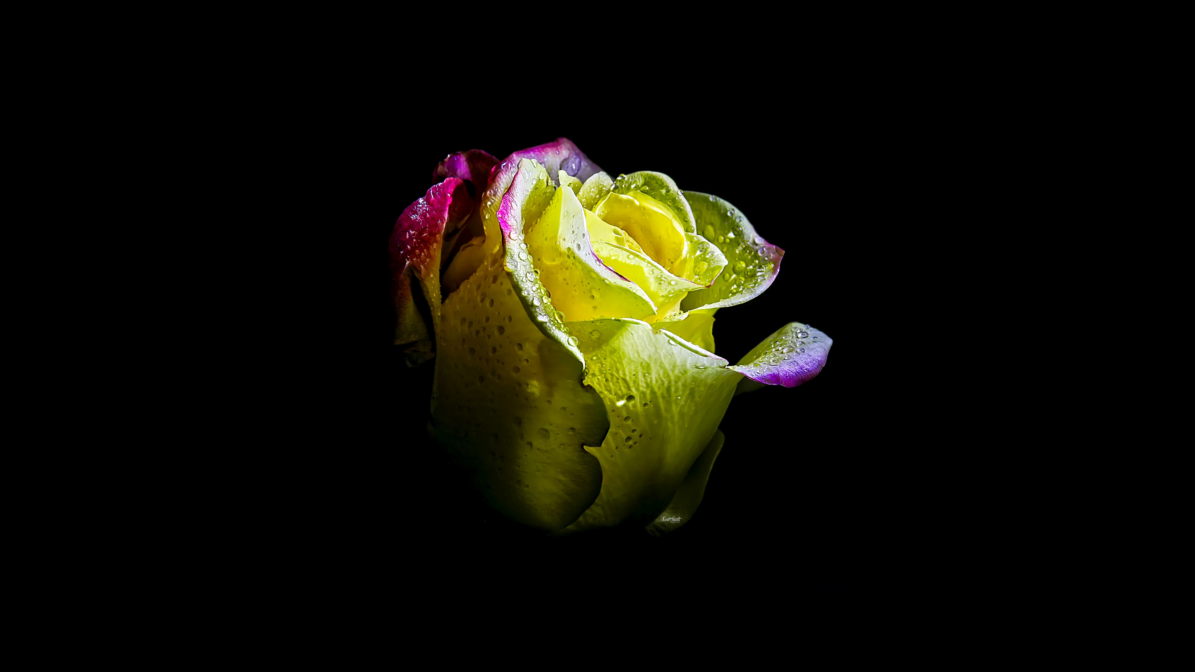 Rose flower AMOLED Wallpaper