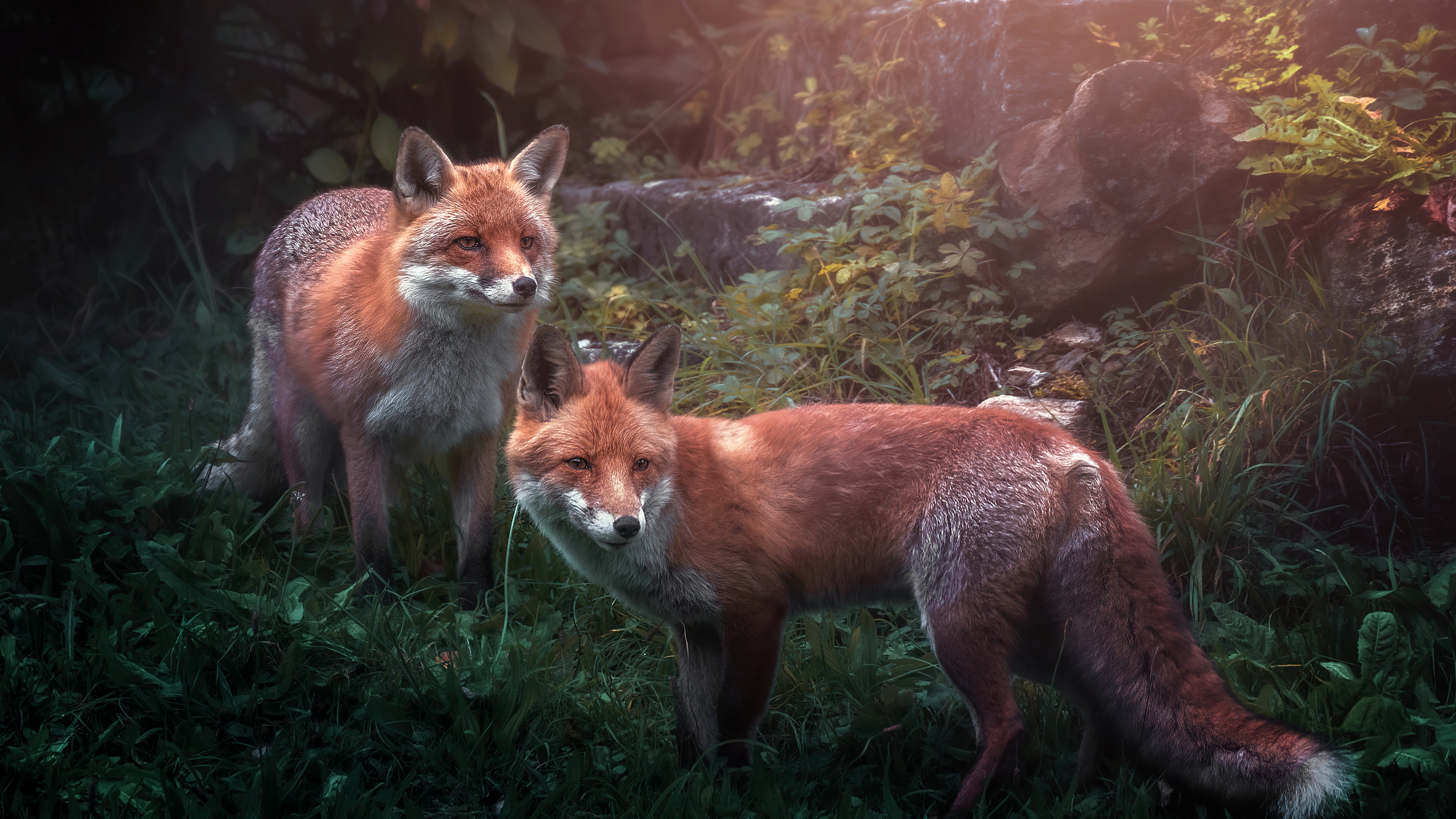 Red fox Wild animals Wallpaper