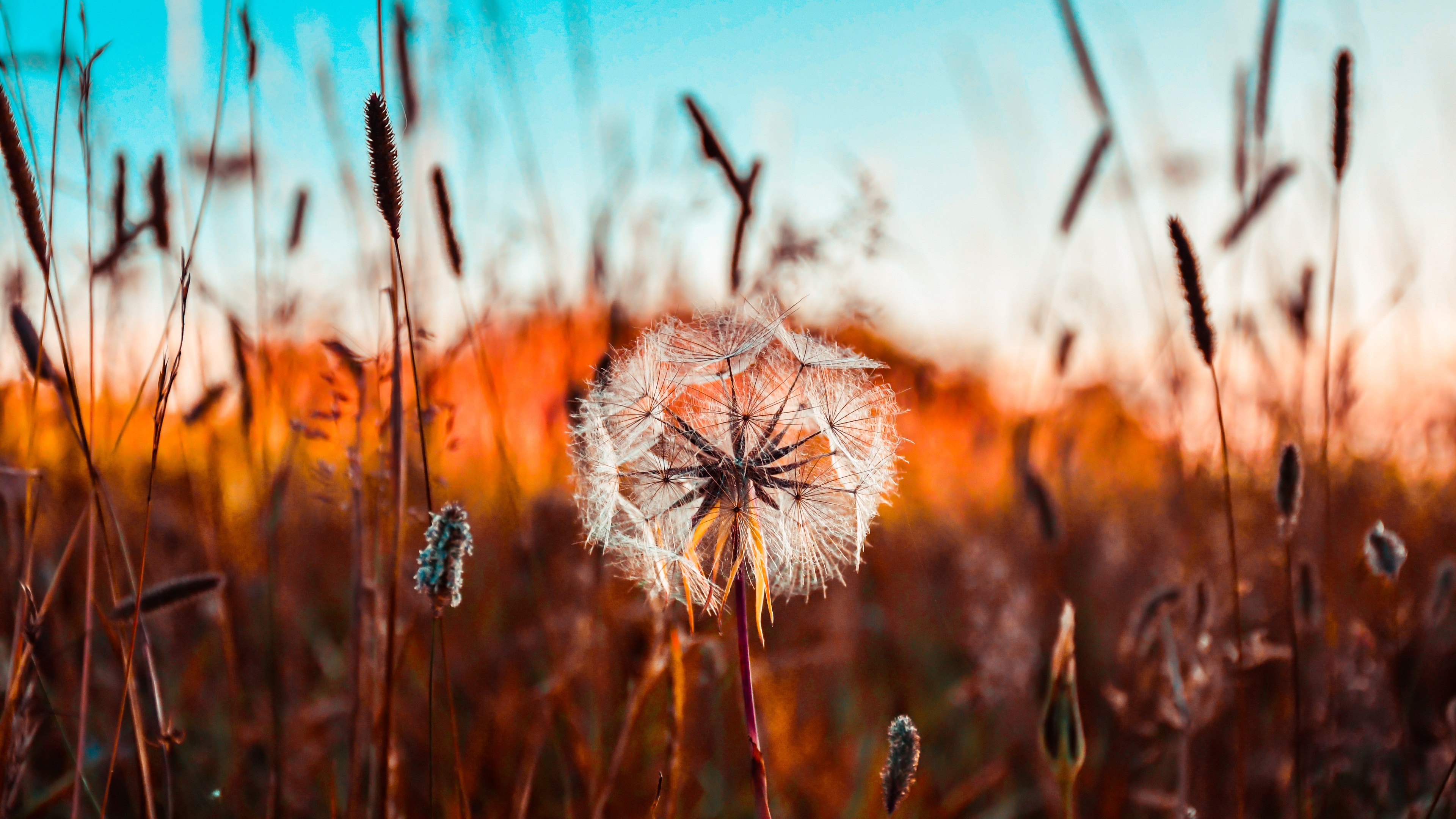 Dandelion flower Summer Wallpaper