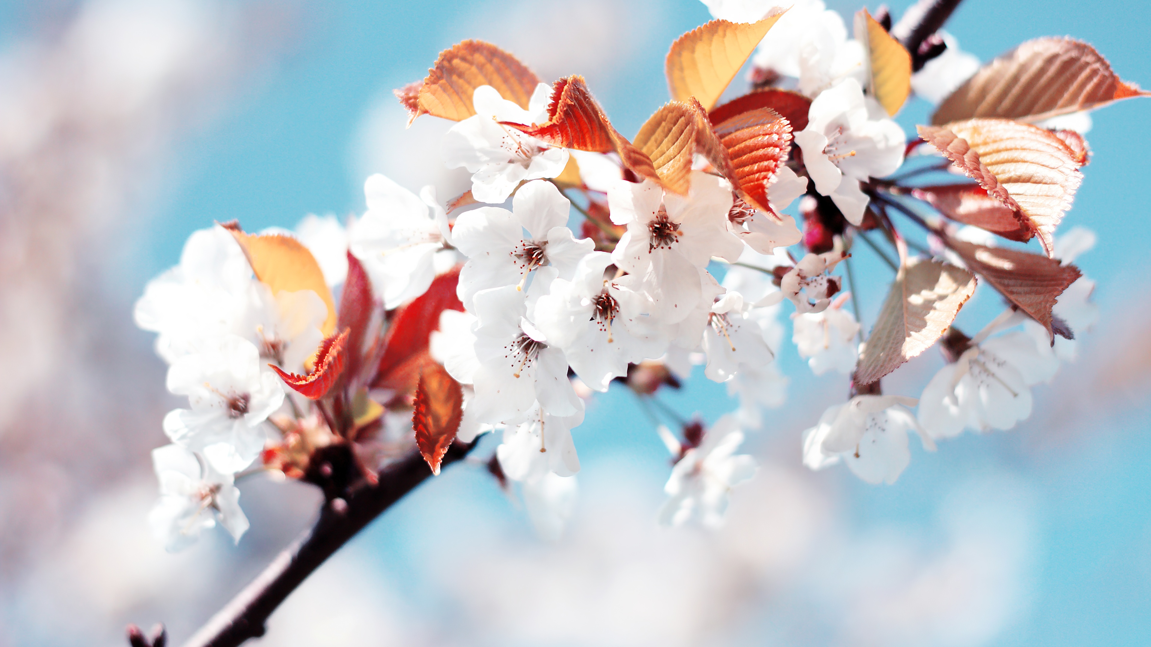 Cherry blossom Cherry flowers Wallpaper