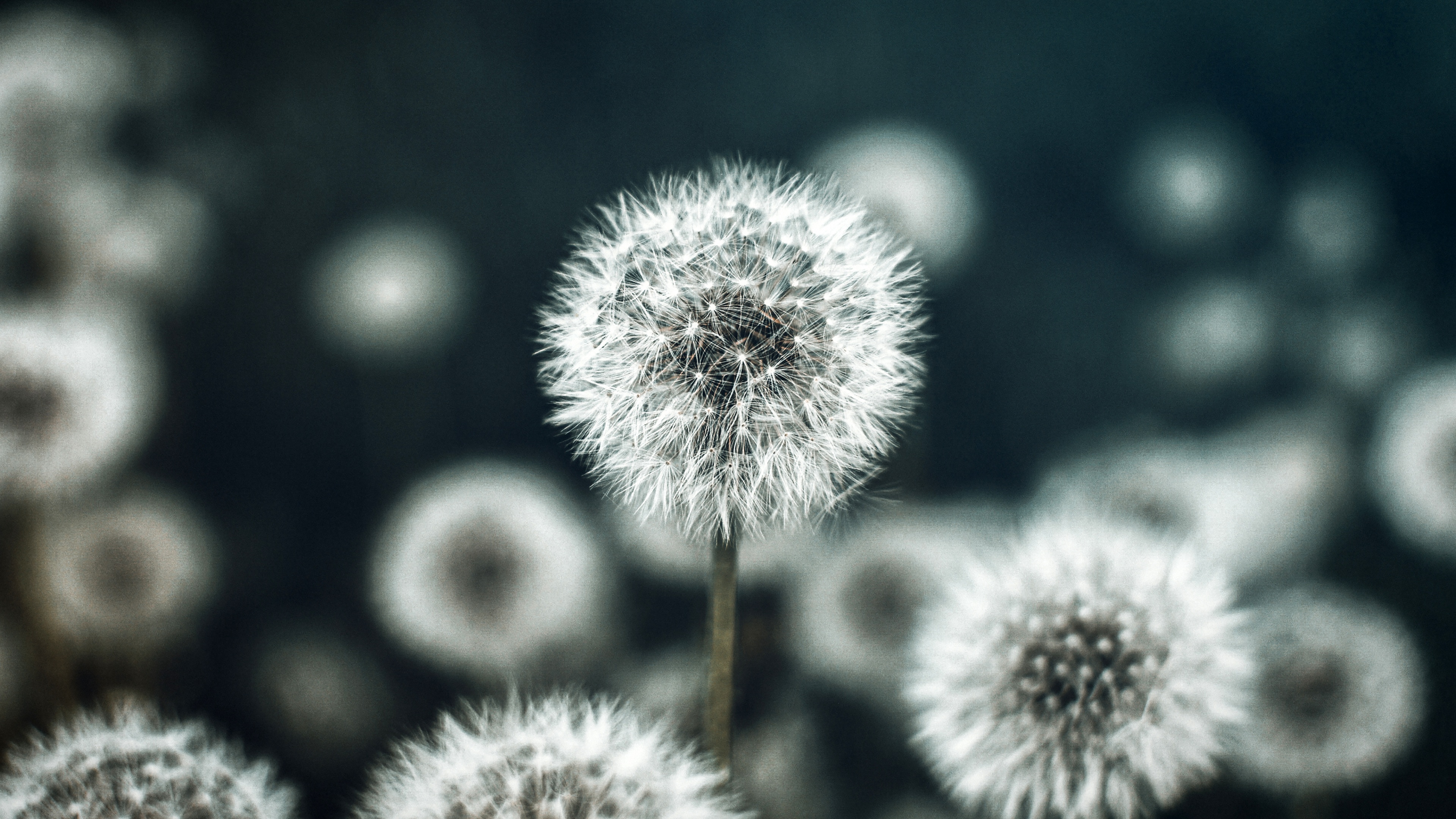Dandelion flower Flower garden Wallpaper