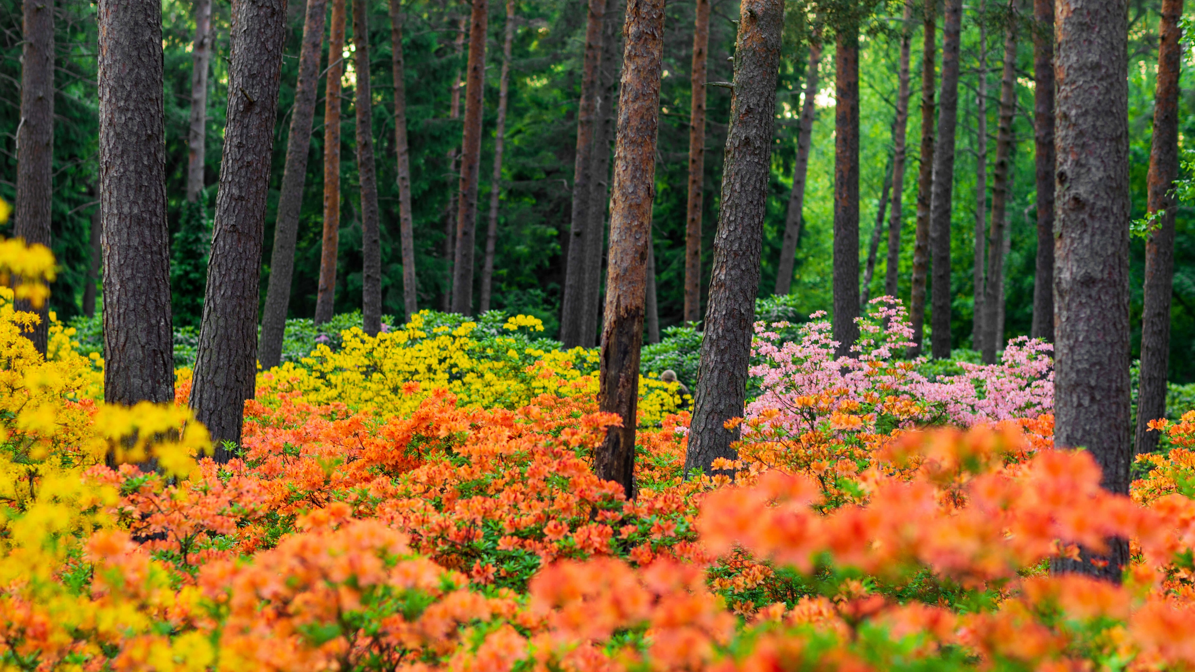 Azalea plants Haaga Rhododendron Park Wallpaper
