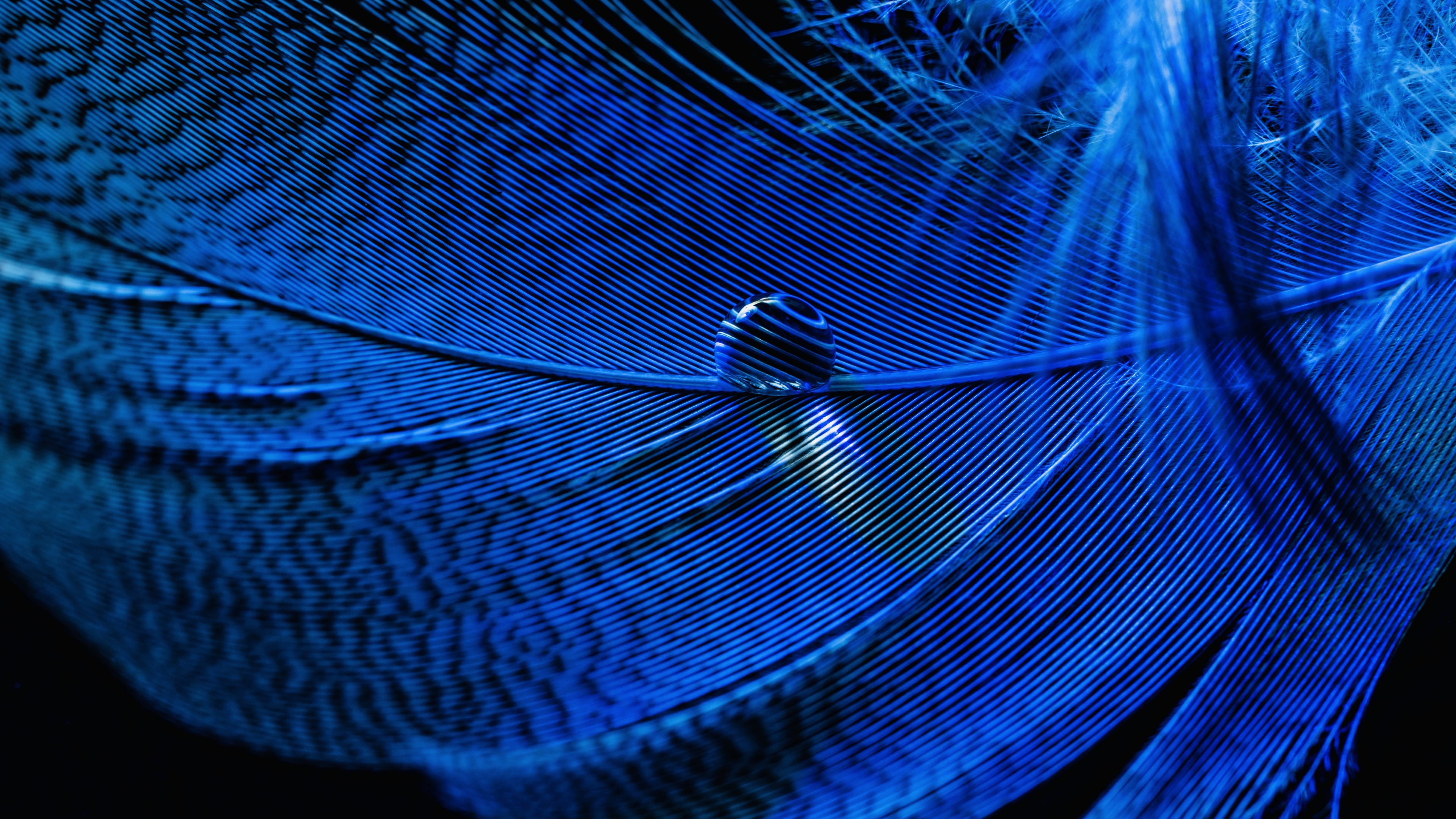 Blue Feather Macro Wallpaper