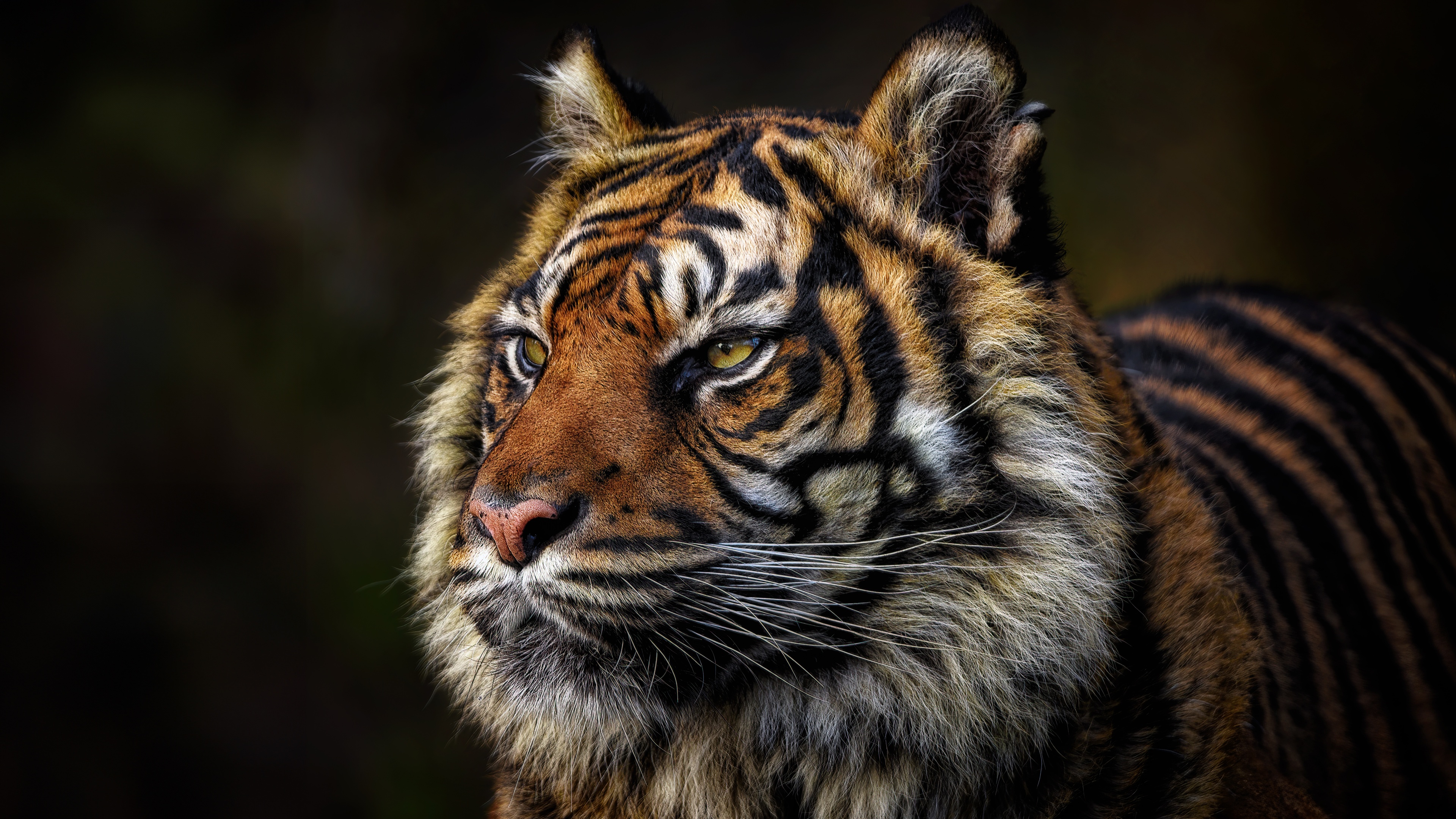 Tiger face Majestic Wallpaper